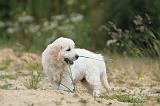 GOLDEN RETRIEVER 336
